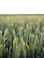 First Era, Dragon Lo