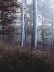 Fu Zi Mo Qin Luo Yan