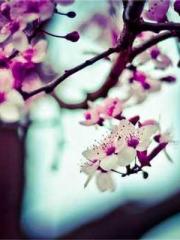 Retired War God Yang