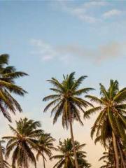 Retired War God Yang